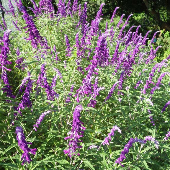 サルビア・レウカンサ<br>Mexican Bush Sage