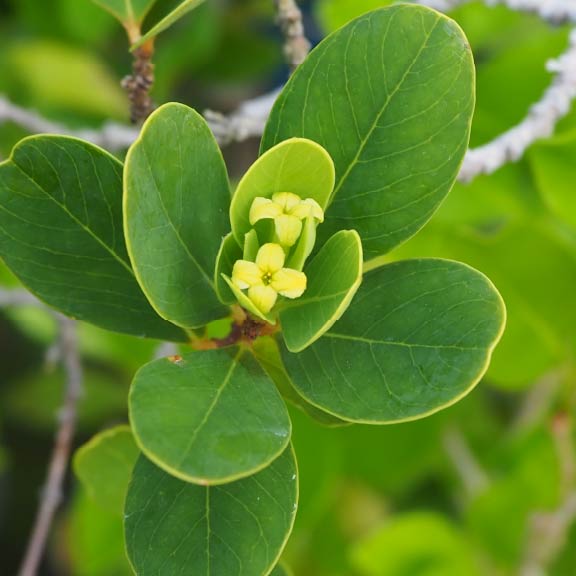 ムニンアオガンピ<br>Munin-Aoganpi