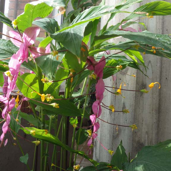 グロッバ<br>Dancing Ladies Ginger