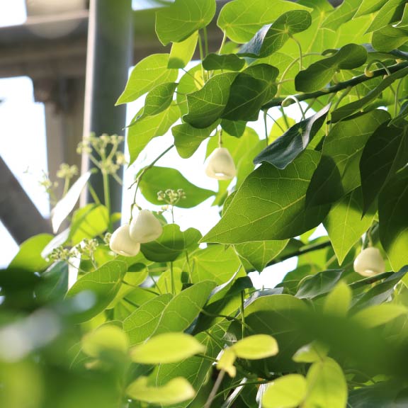 ハスノハギリ<br>Hernandiaceae