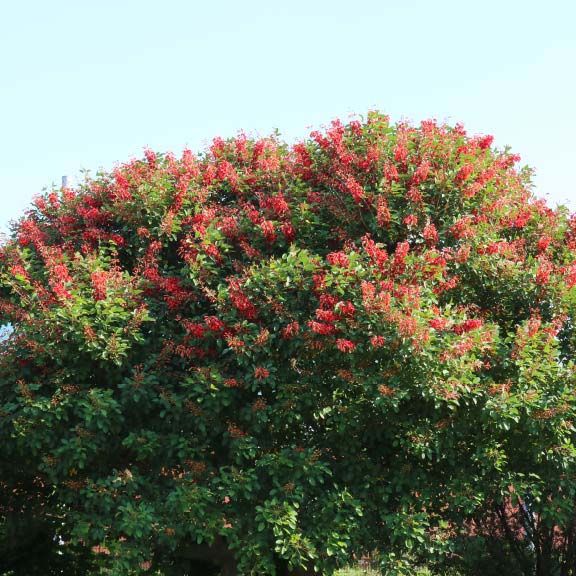 マルバデイゴ<br>Cockspur Coraltree
