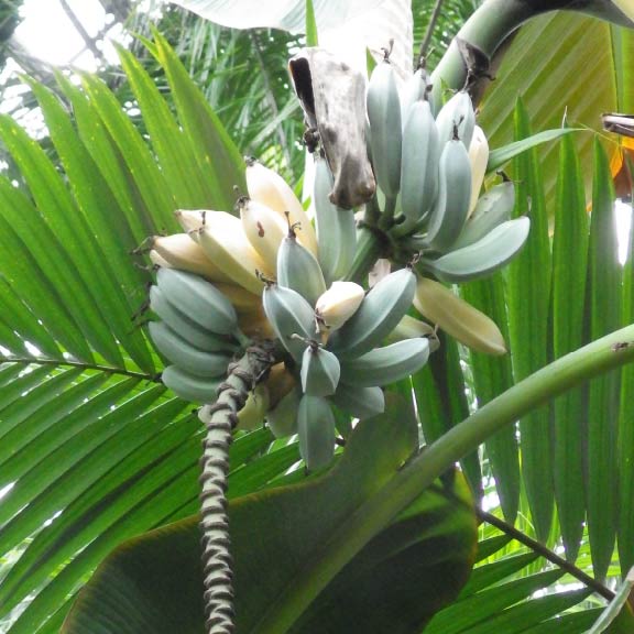 リョウリバナナ（実）<br>Plantain