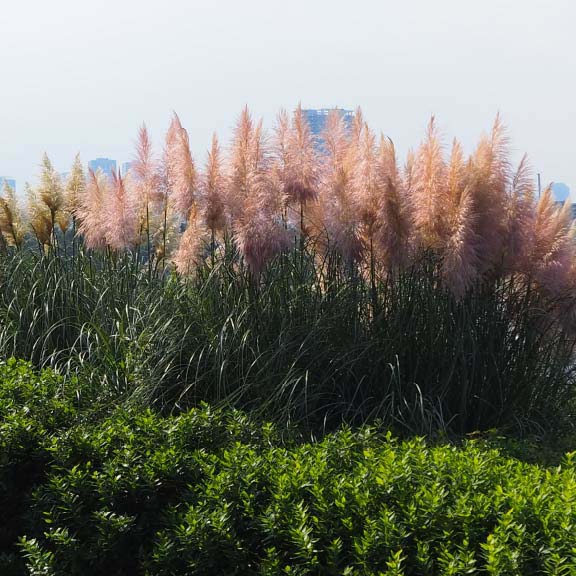 パンパスグラス<br>Pampas Grass